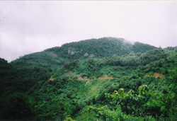 Tan tlang